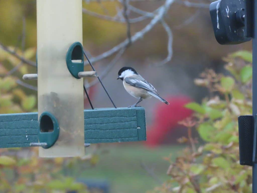 Black-capped chickadee. Photo taken with Canon PowerShot SX70-HS 25' away.