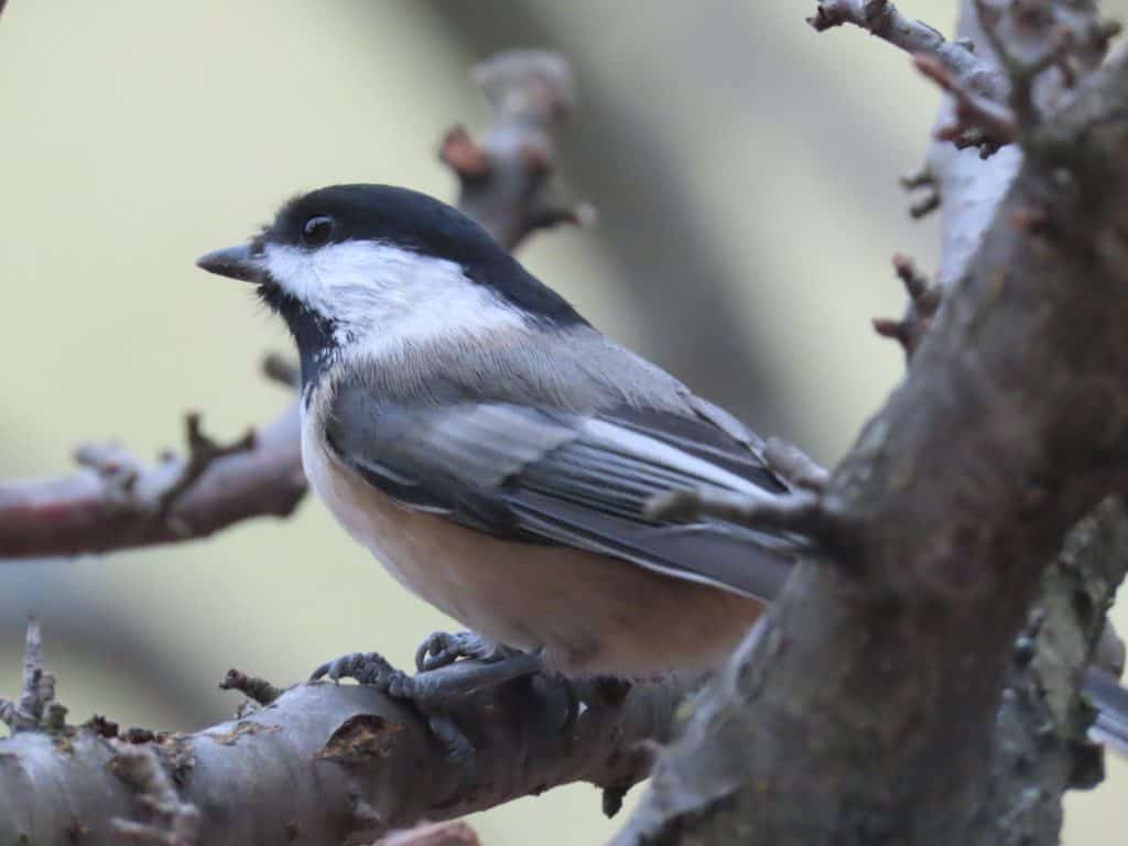 Black-capped chickadee. Photo taken with Canon PowerShot SX70-HS 10' away.