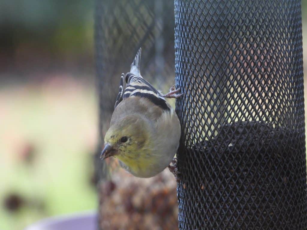 American goldfinch on thistle feeder