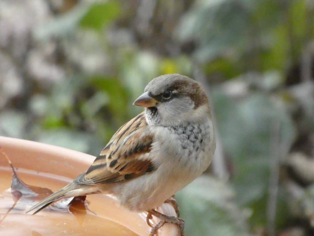 Sparrow on the edge of birdbath