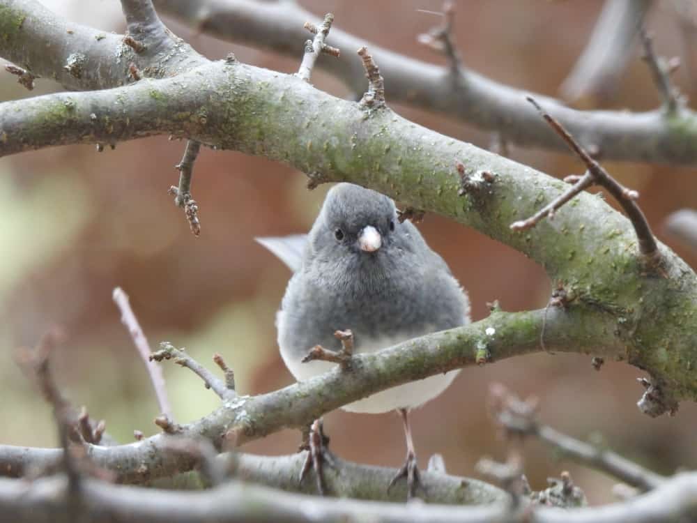dark-eyed junco bird on a branch=