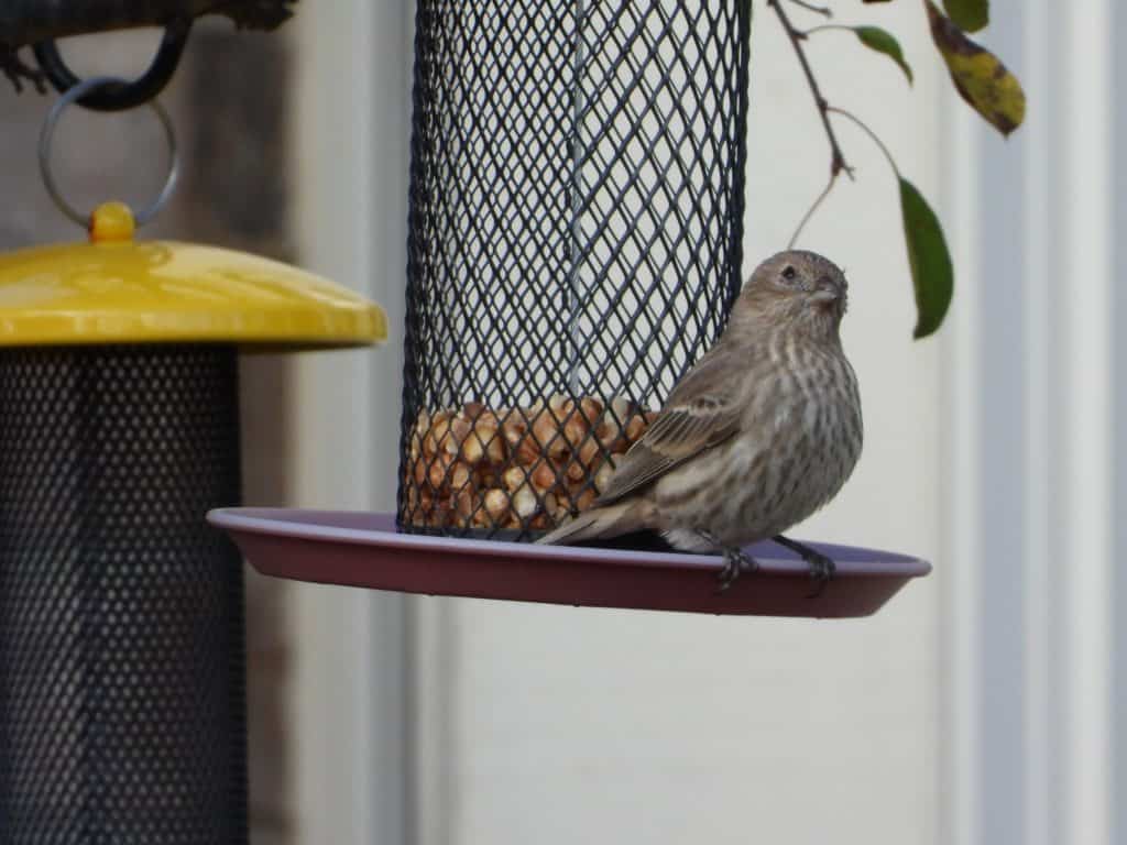 female house finch on a peanut feeder