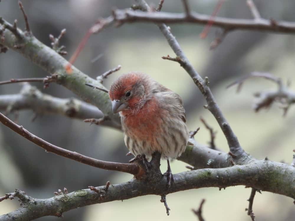 House finch on a branch