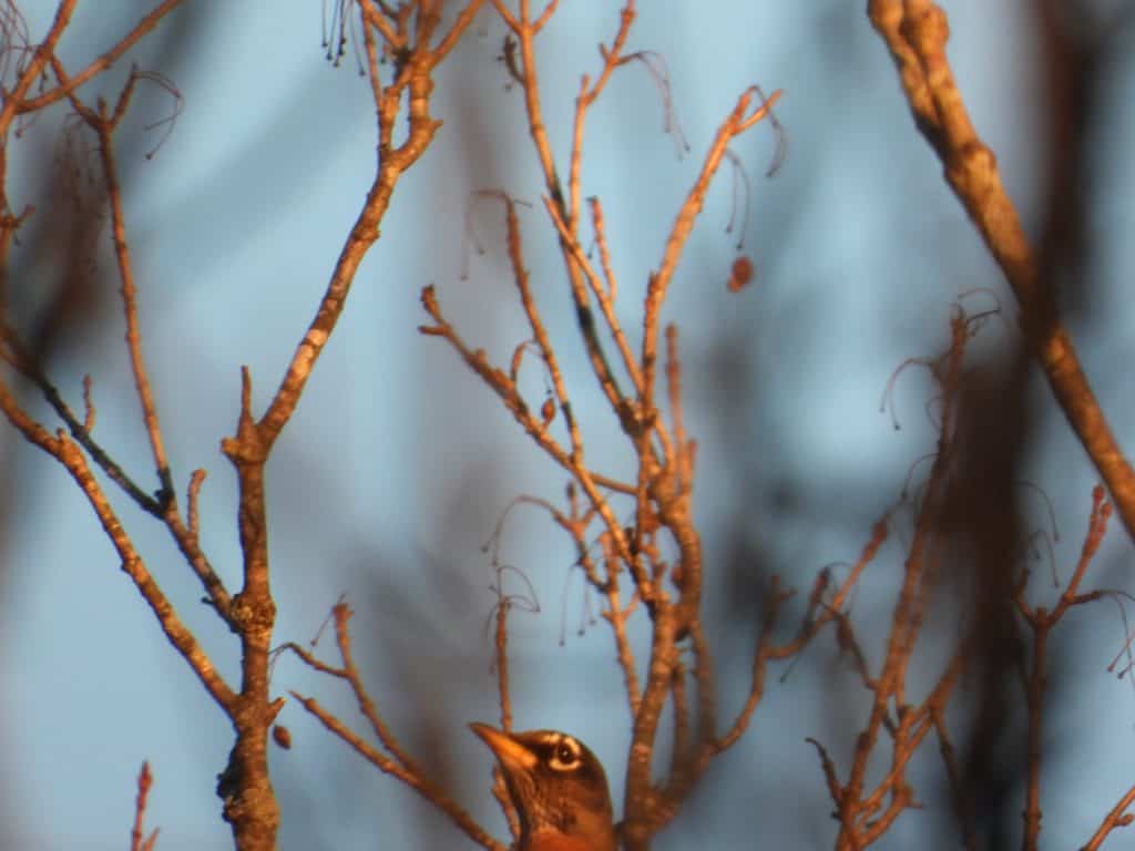 shot of American robin bird taken with a Nikon Coolpix P1000
