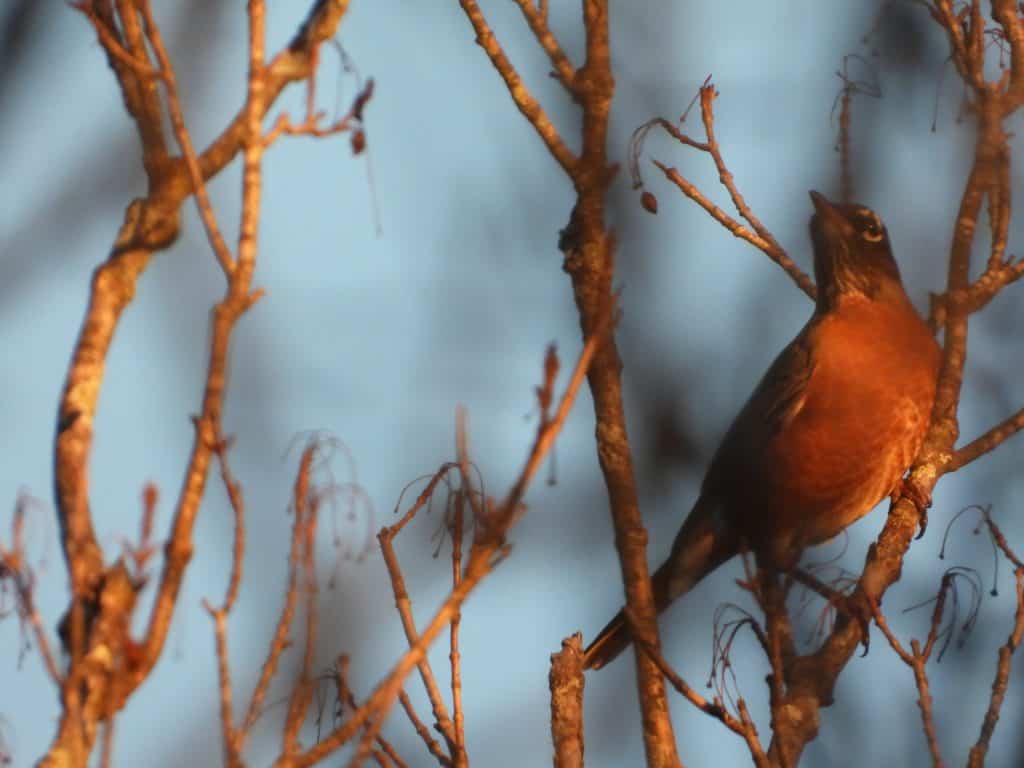 shot of American robin bird taken with a Nikon Coolpix P1000