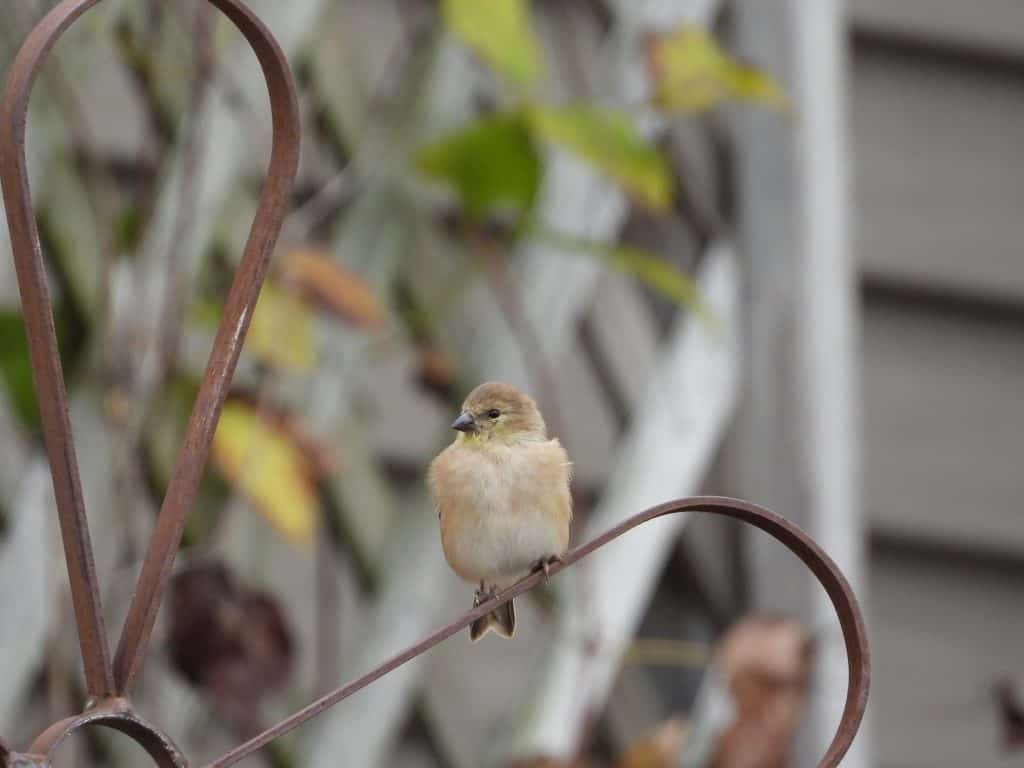 shot of American goldfinch bird taken with a Nikon Coolpix P1000