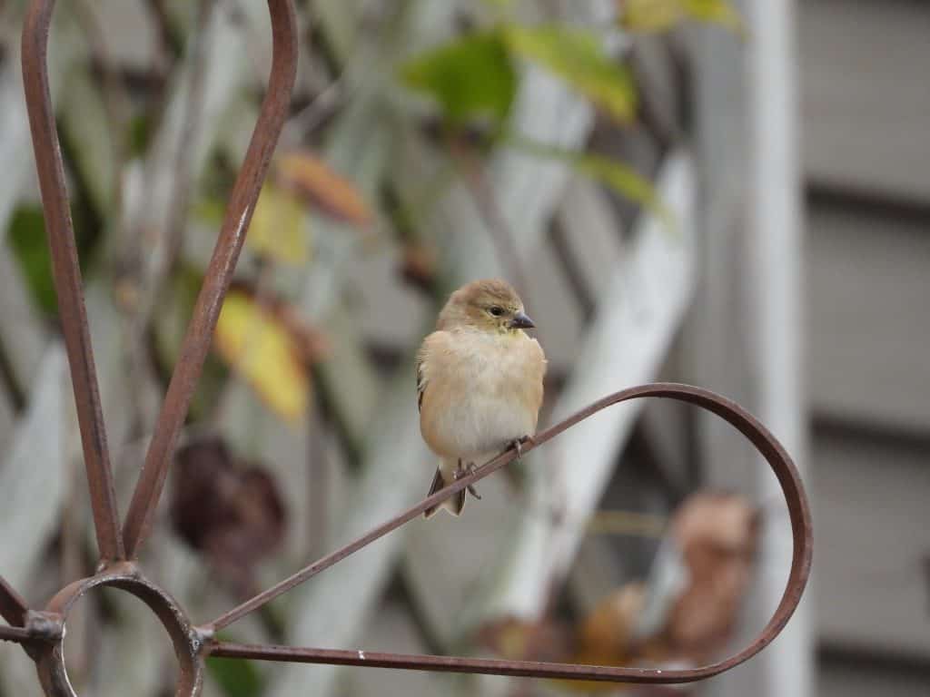 shot of American goldfinch bird taken with a Nikon Coolpix P1000