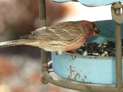 House finch eating birdseed