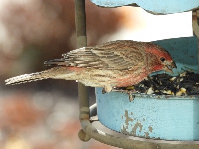 House finch eating birdseed