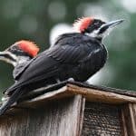 pileated woodpecker pair on a birdhouse