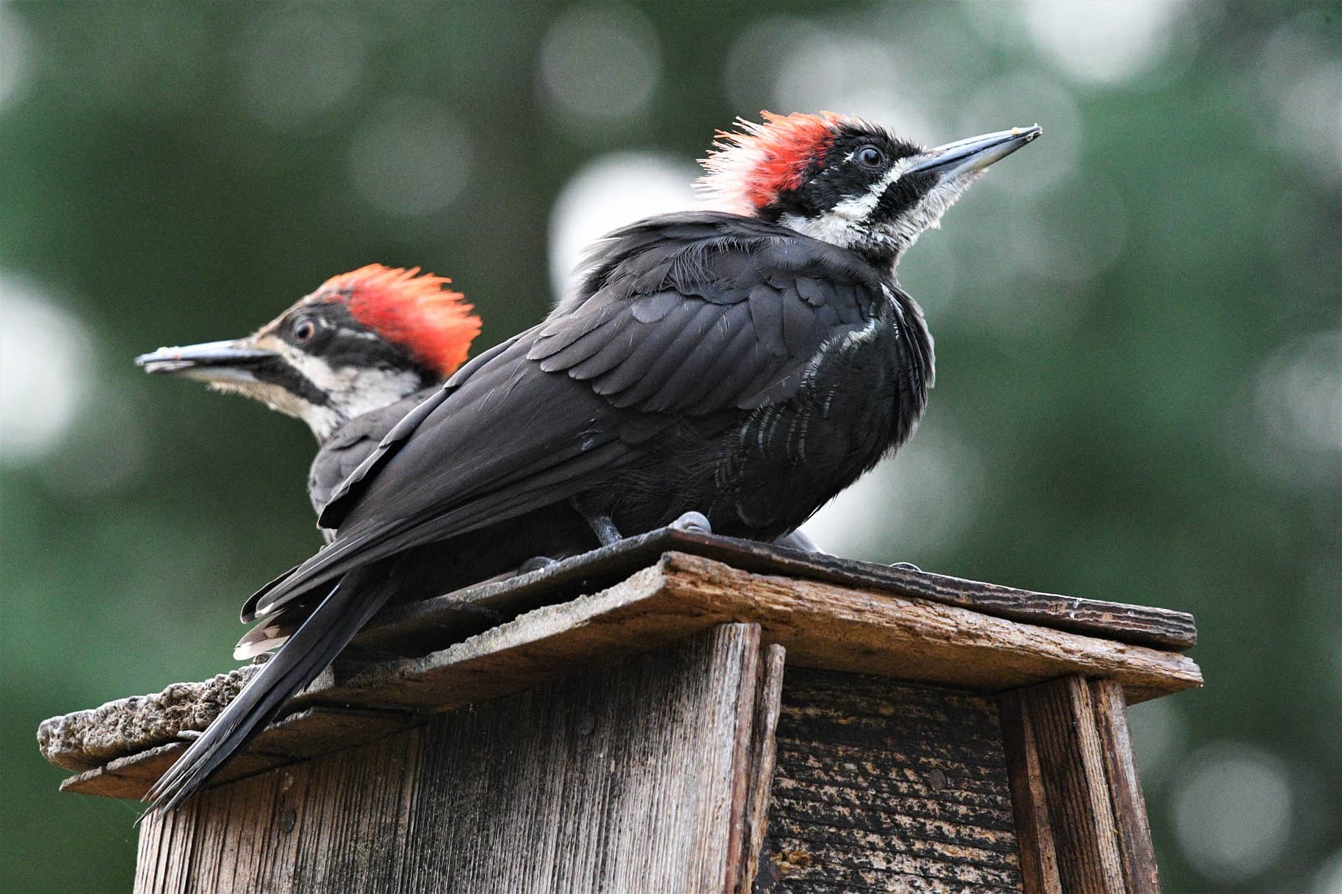 pileated woodpecker pair on a birdhouse