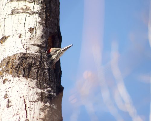 Why the Pileated Woodpecker’s Nesting Time Starts so Early