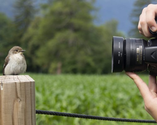 The 5 Best Superzoom Cameras for Birding