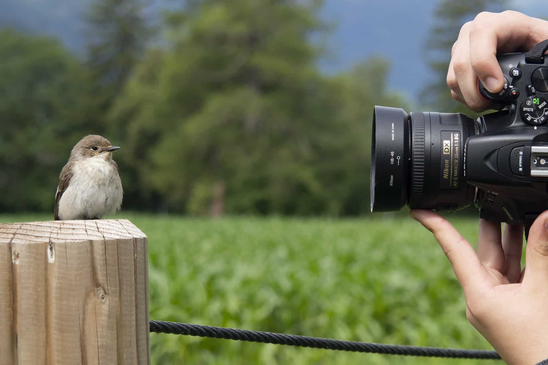 a person taking picture of bird with superzoom camera for birding