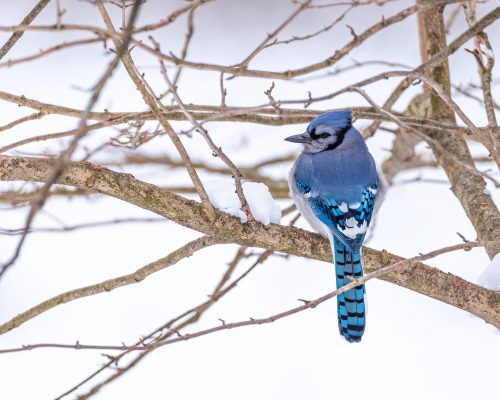 The Ultimate Guide To Blue Jay Meaning & Symbolism