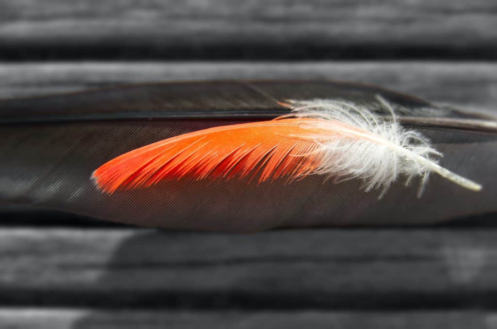 cardinal meaning red feathers