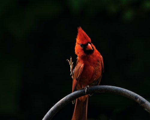 The Ultimate Guide to Cardinal Meaning & Symbolism