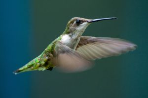 Hummingbird Meaning: What these Amazing Birds Symbolize and Represent