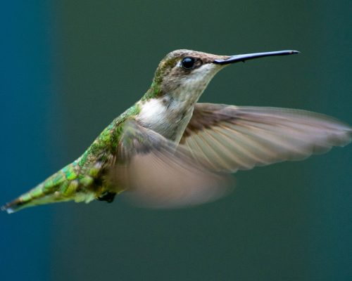 The Ultimate Guide To Hummingbird Meaning & Symbolism