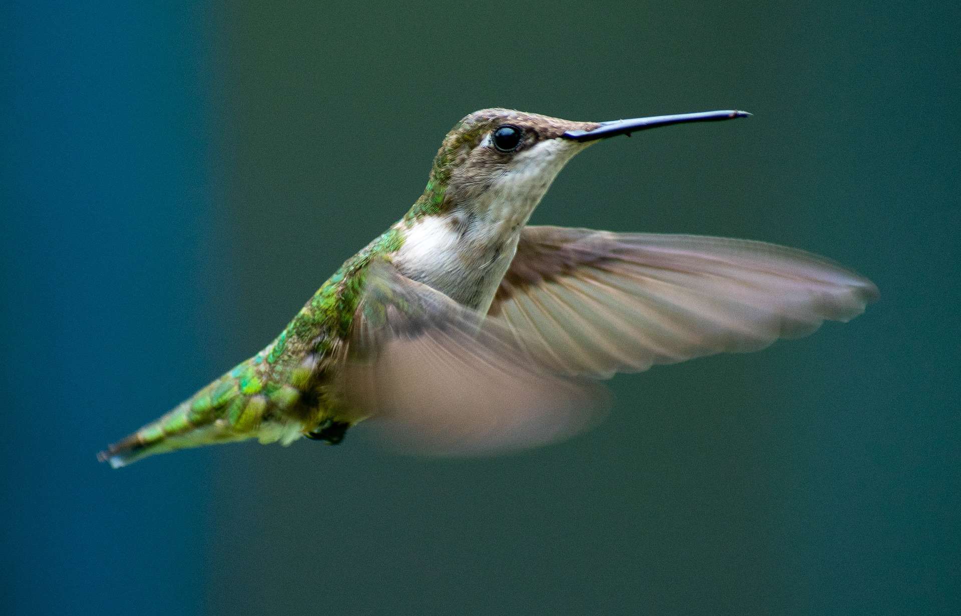 hummingbird buzzing representing hummingbird meaning symbolism