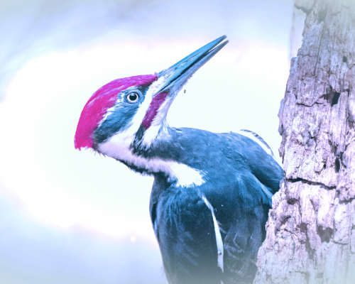 The Ultimate Guide to Pileated Woodpecker Meaning & Symbolism