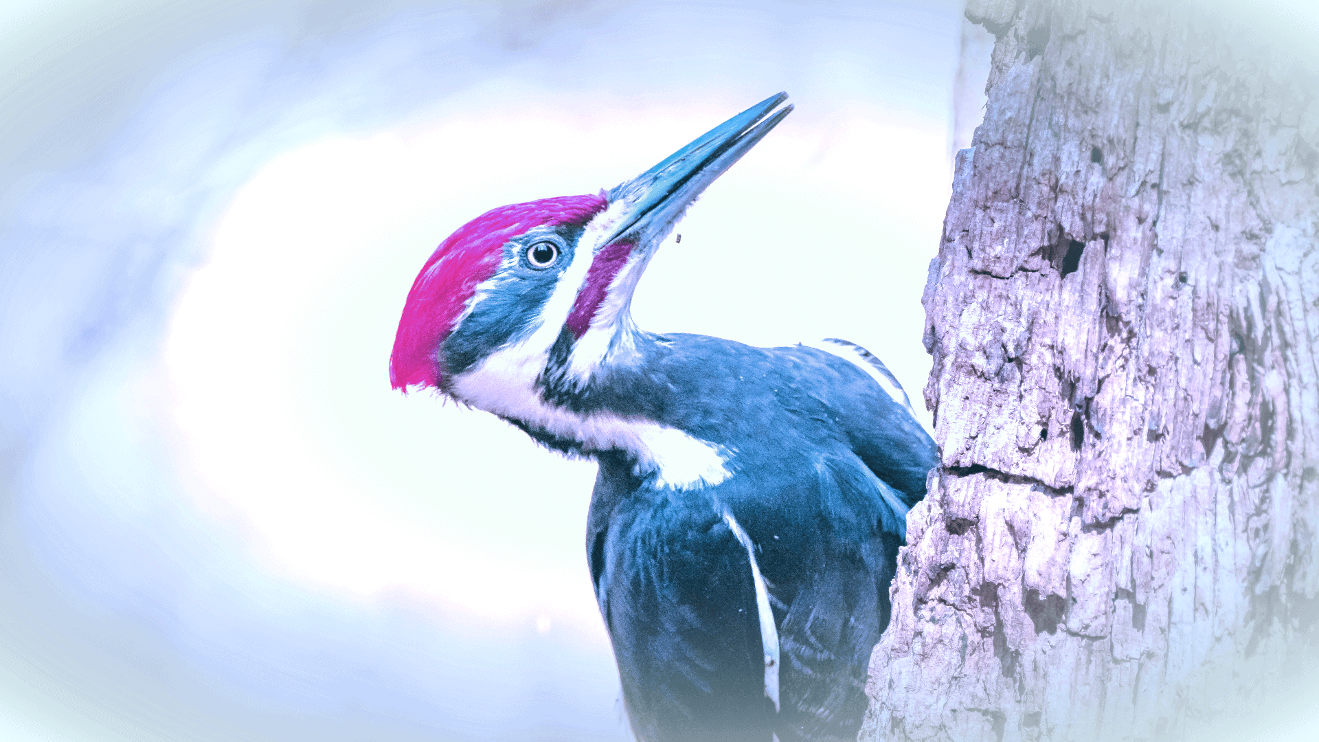 pileated woodpecker symbolism and meaning
