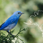 blue birds of alaska