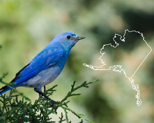 Blue Birds in Alaska: The Complete List + Photos for Fast & Accurate ID