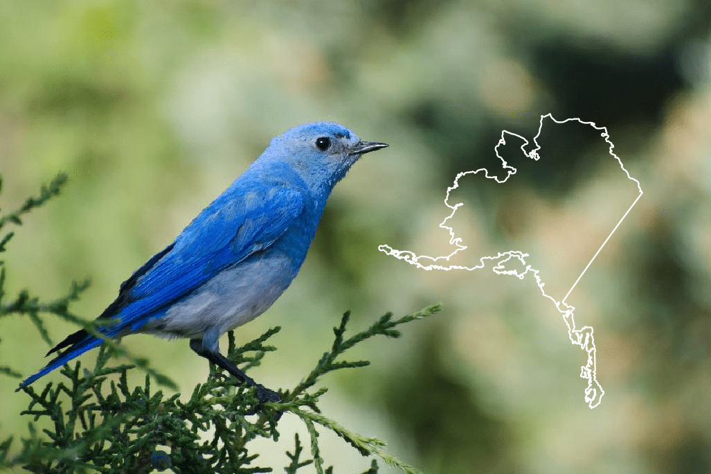 blue birds of alaska