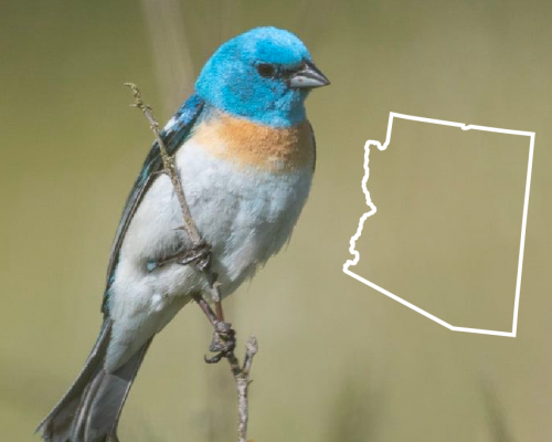 Blue Birds in Arizona: The Complete List + Photos for Fast & Accurate ID