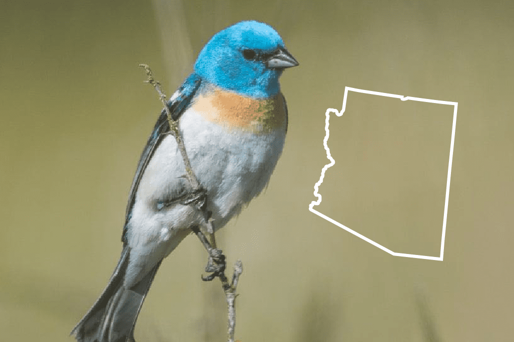 blule birds of arizona
