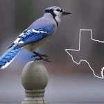 blue birds of texas