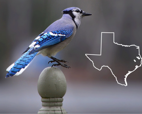 Blue Birds in Texas