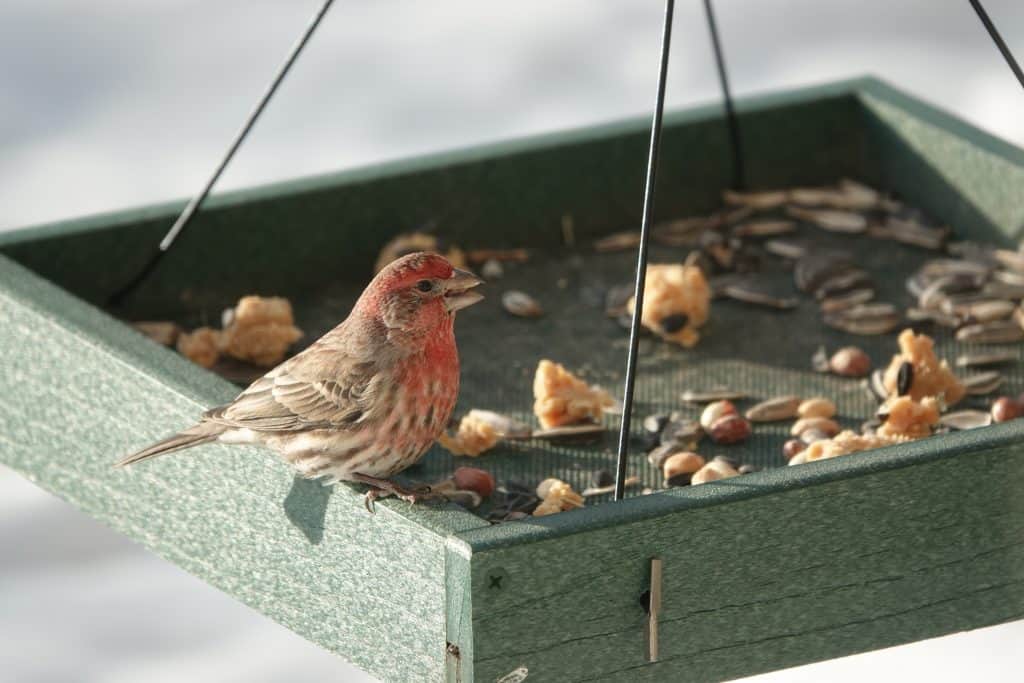 finch perched on platform feeder eating