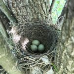 Blue jay nest