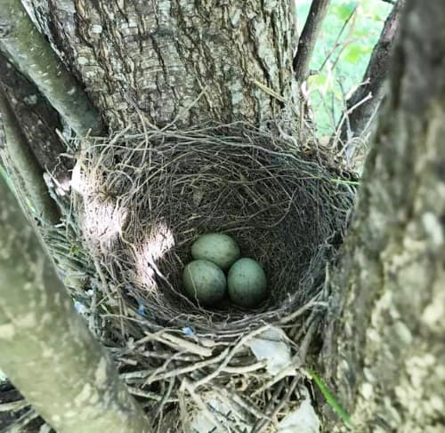 Blue jay nest