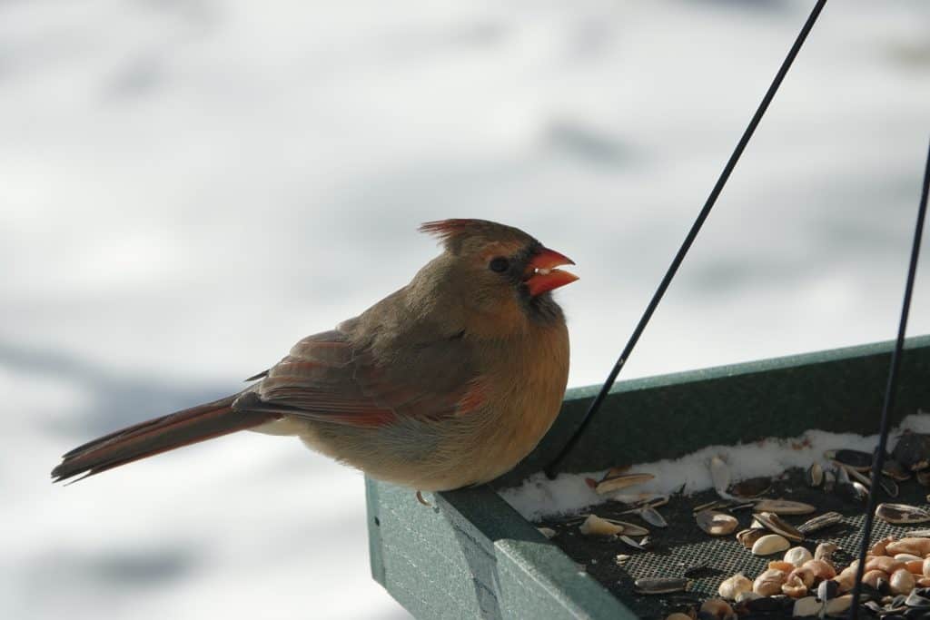 female cardinal perched on platform bird feeder