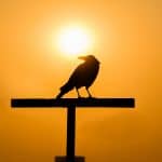 A crow standing on a pole with a backdrop of orange sky and sun
