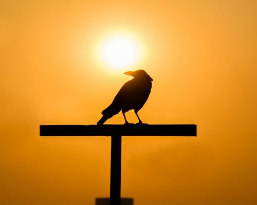 The Ultimate Guide to Crow Symbolism