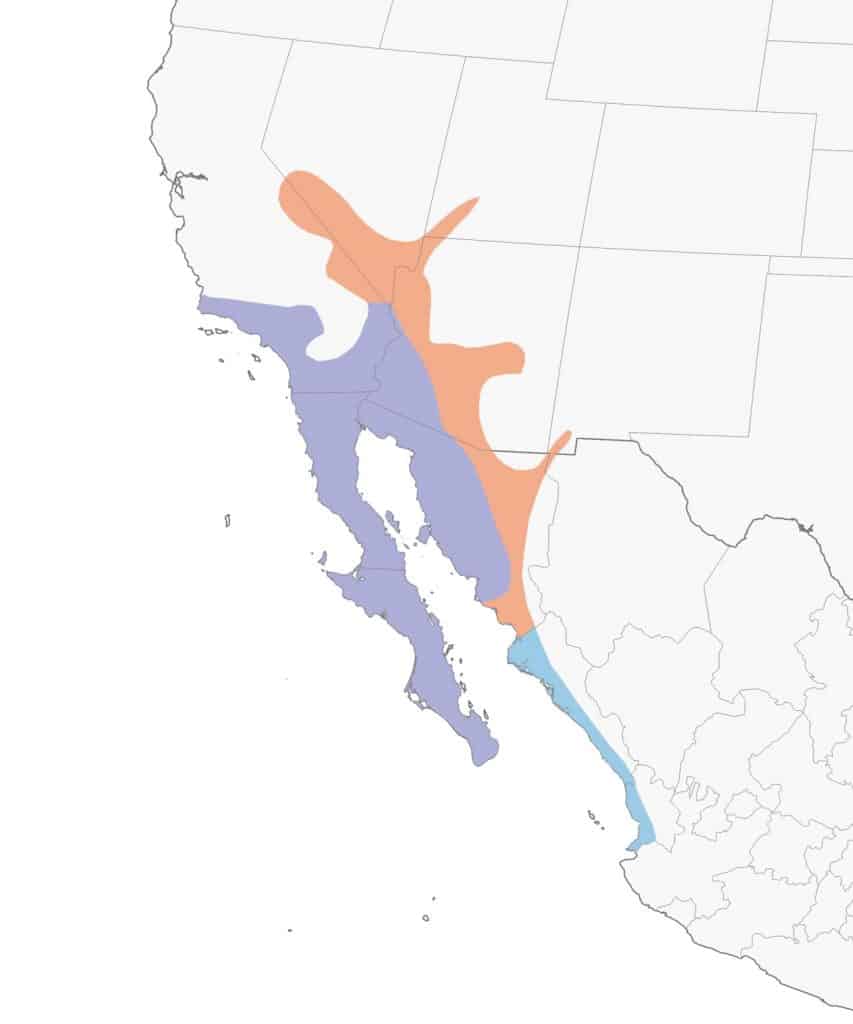 A map depicting the range of the Costa's Hummingbird