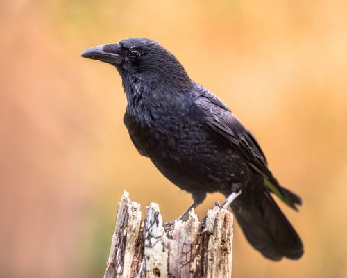 7 Key Differences Between a Crow and Raven