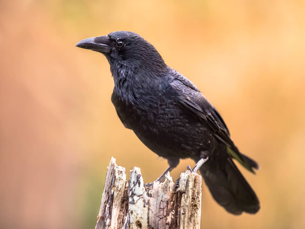 a crow perched on tree trunk on bright background and looking at camera