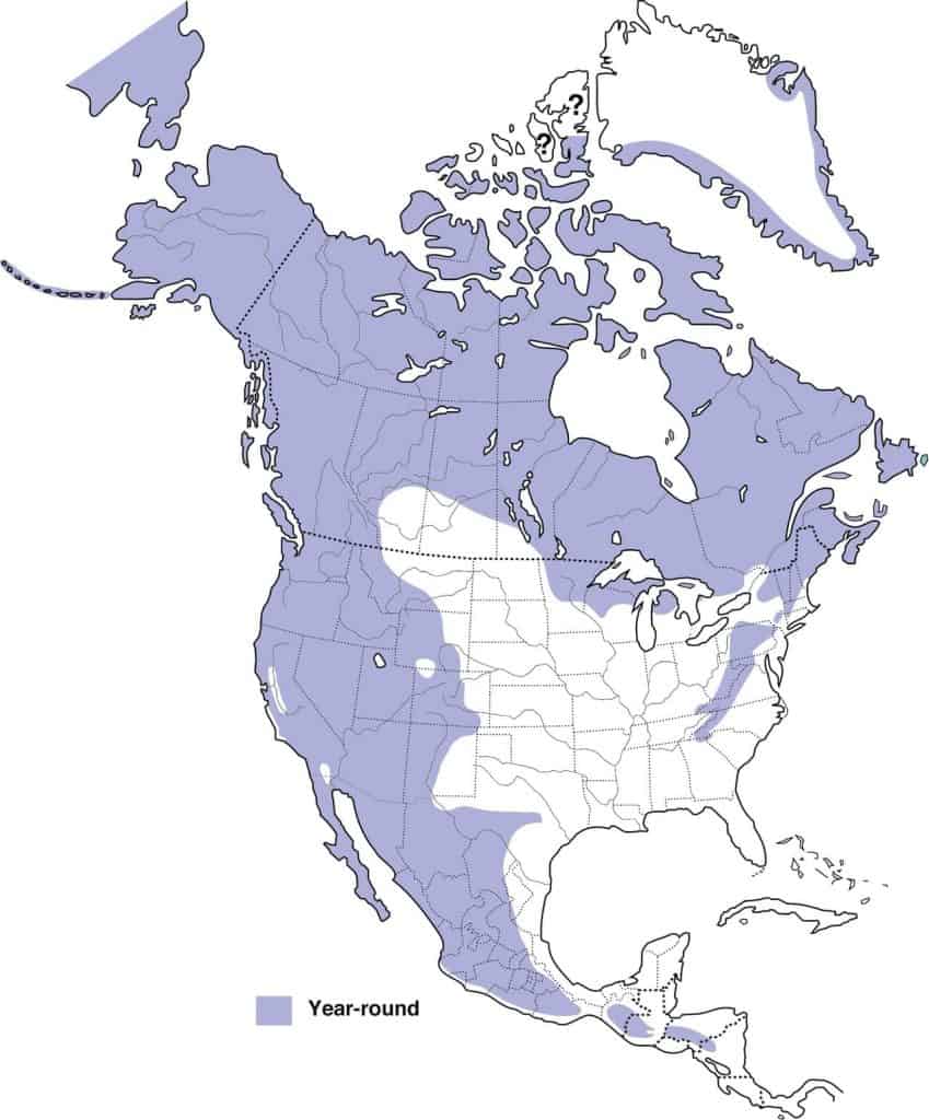 Common raven range map