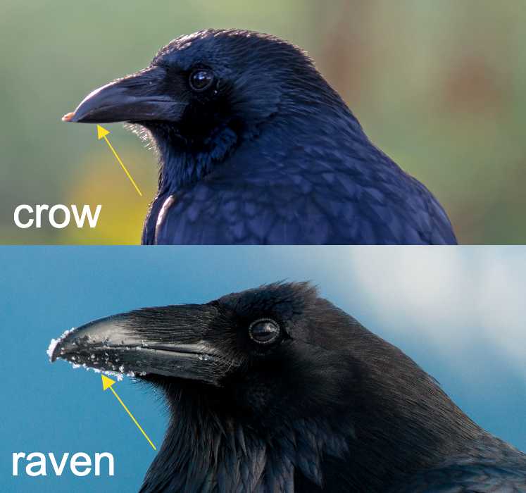 side by side photos of raven and crow showing difference in beak shape
