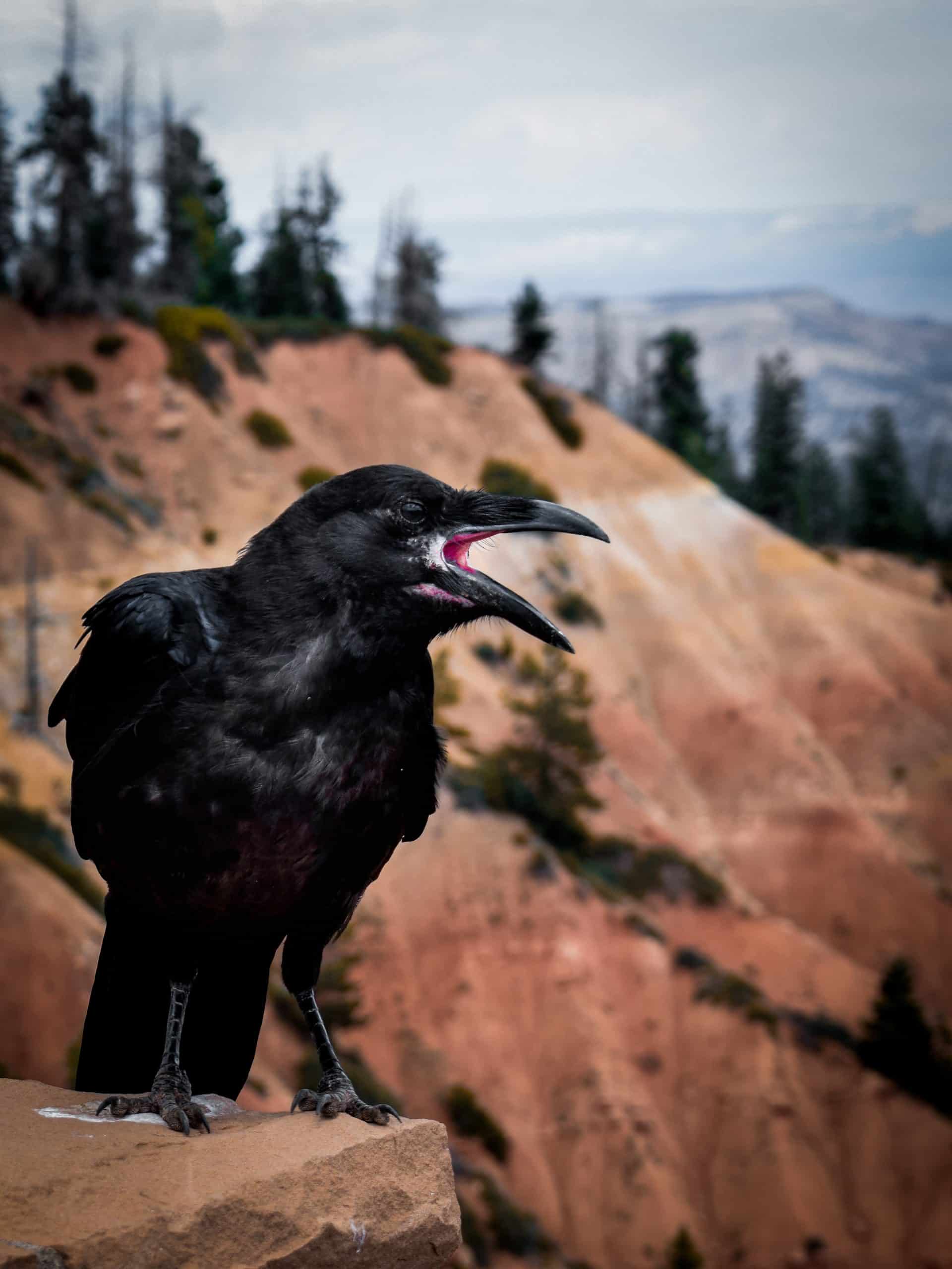 crow with mouth open calling