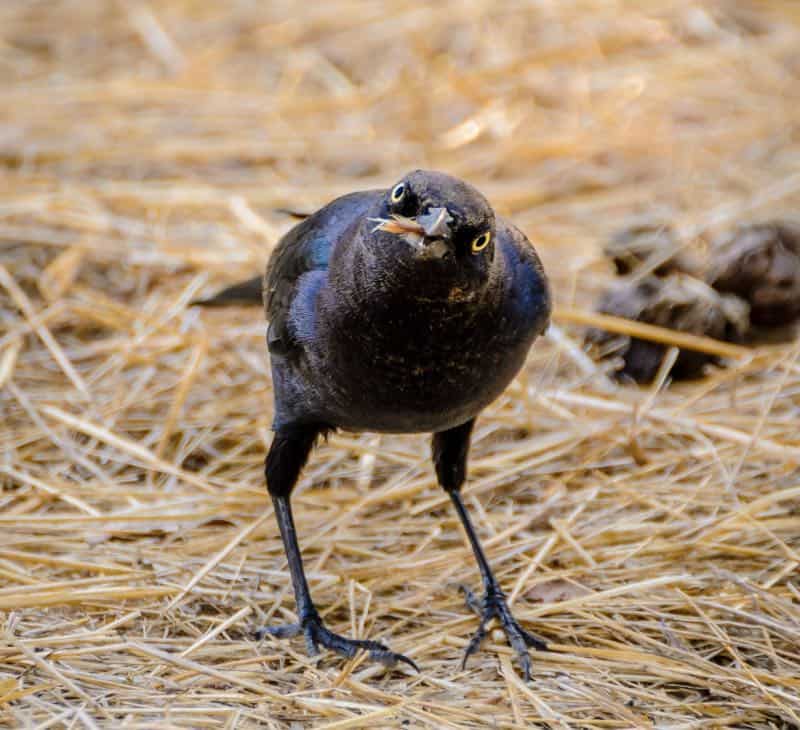 A crow surrounded by hay eating