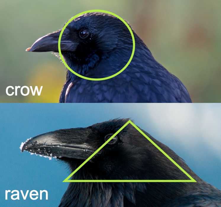 photos showing difference between crow's head and raven's head