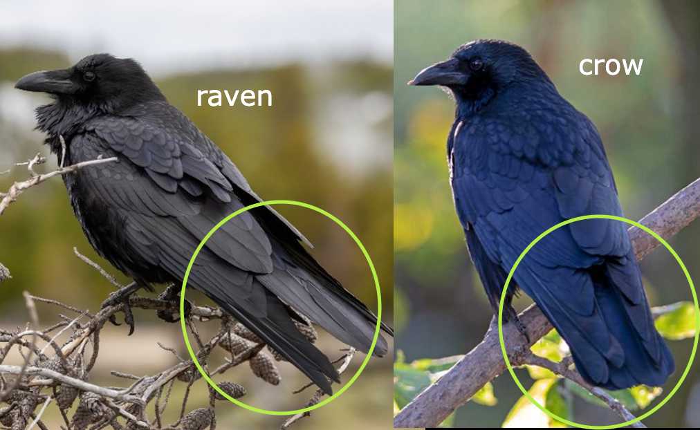 crow vs raven tail differences