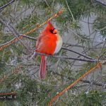 half male half female cardinal sitting on a branch