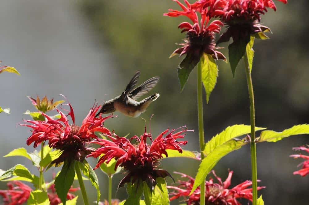 Anna's Hummingbird sucking nectar from monarda bee balm flower